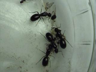 reinas de camponotus