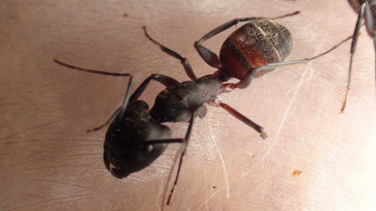 Camponotus sp 2