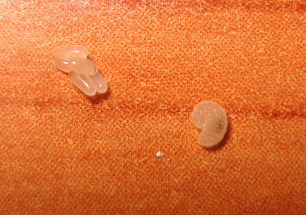 Huevos y larva de Camponotus
