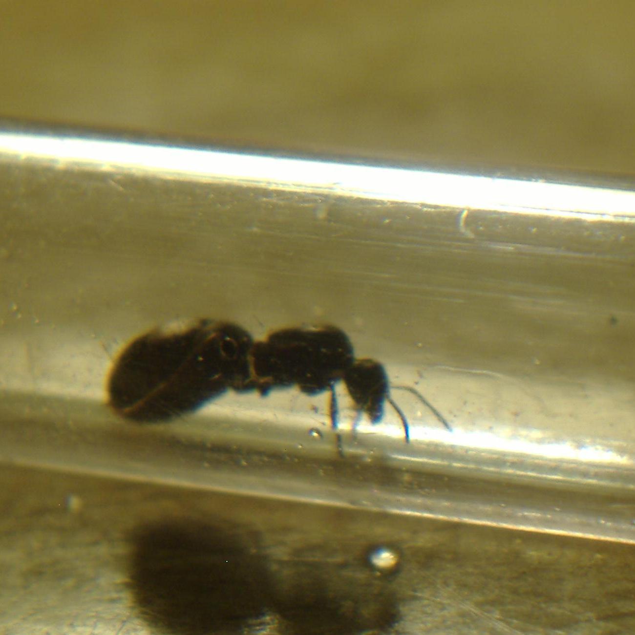 camponotus?