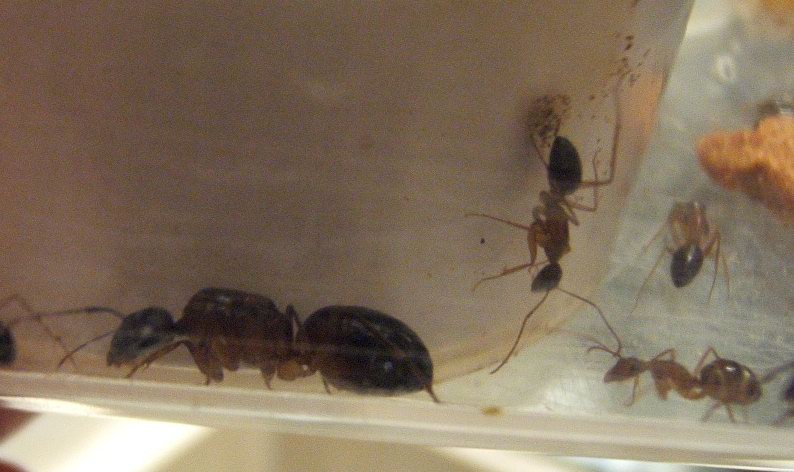 Camponotinas_067