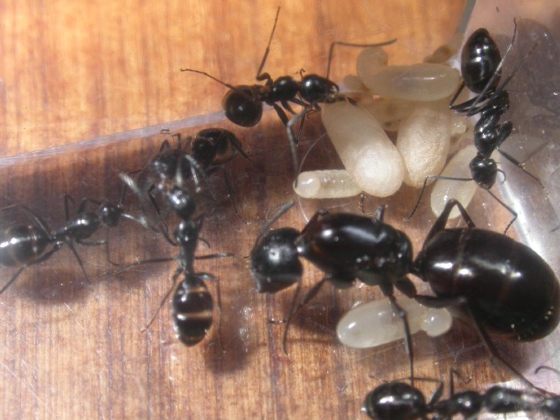 Camponotus universitatis