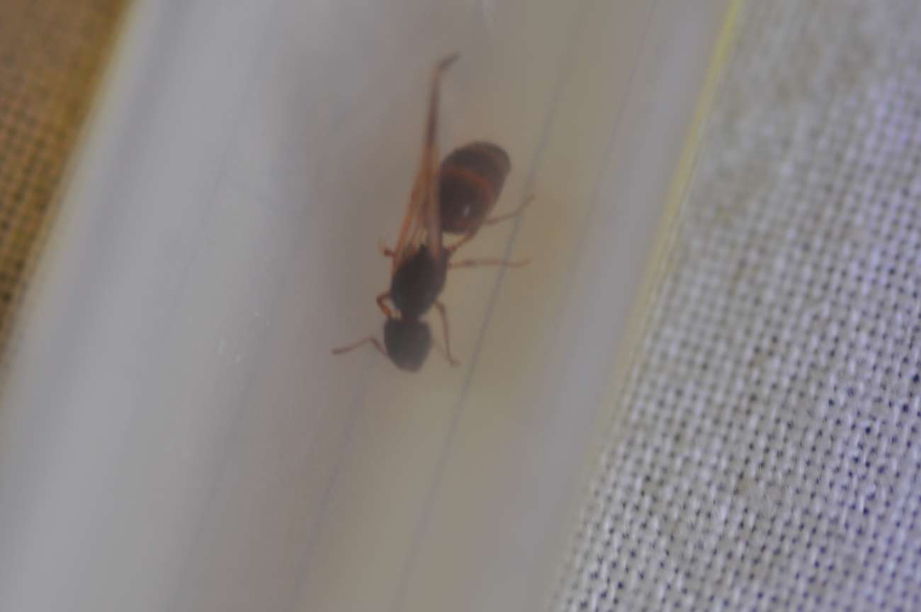 Desconocida 2