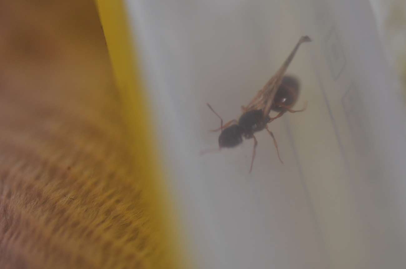 Desconocida