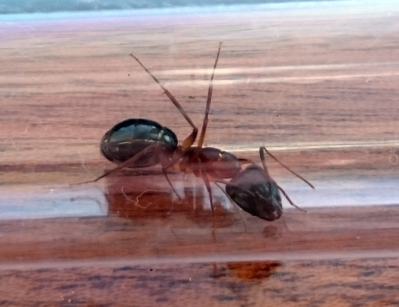 Obrera mayor Camponotus