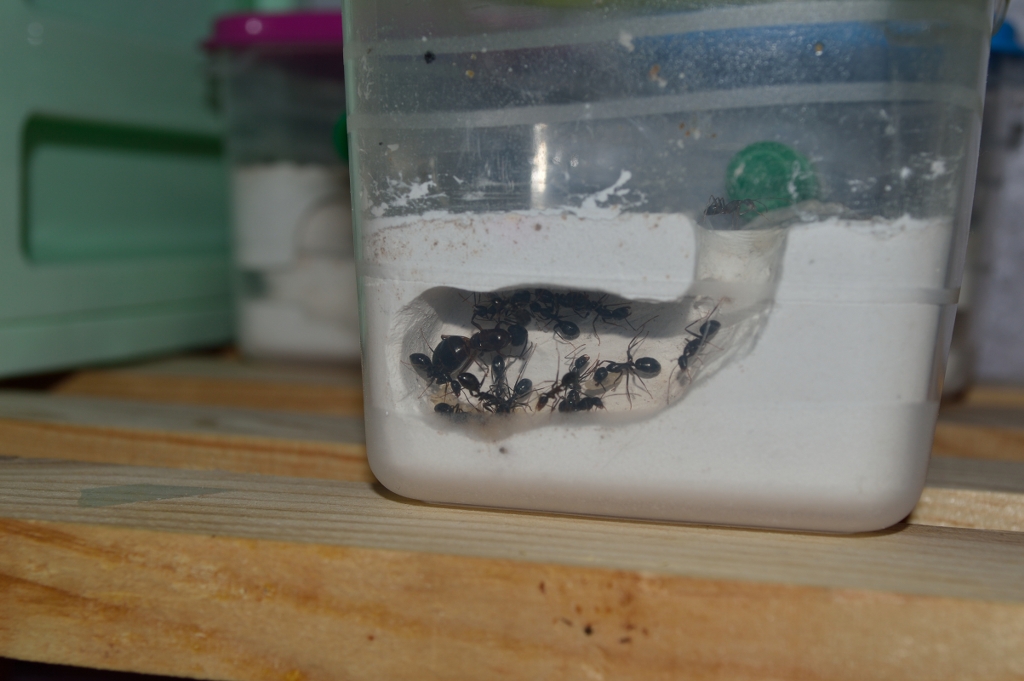 camponotus sp.