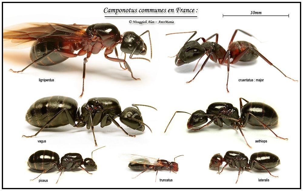 Diferencia entre Camponotus