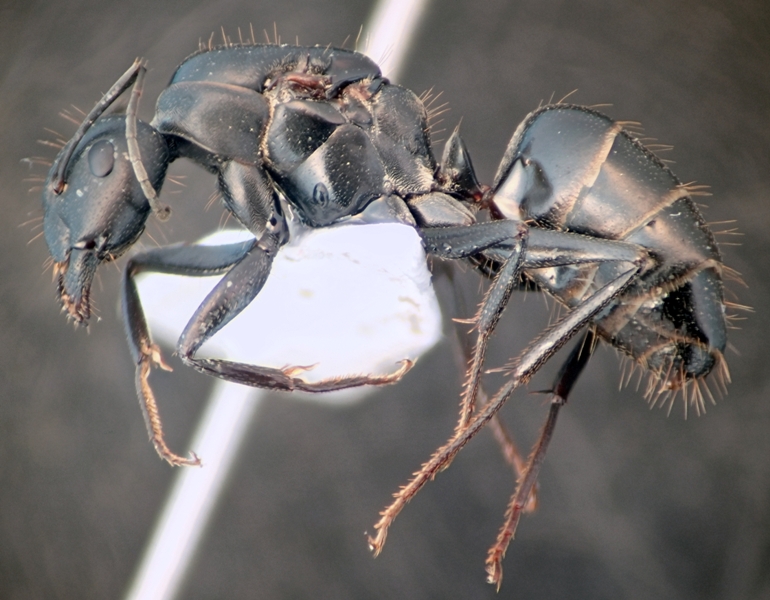 Camponotus rufoglaucus feae
