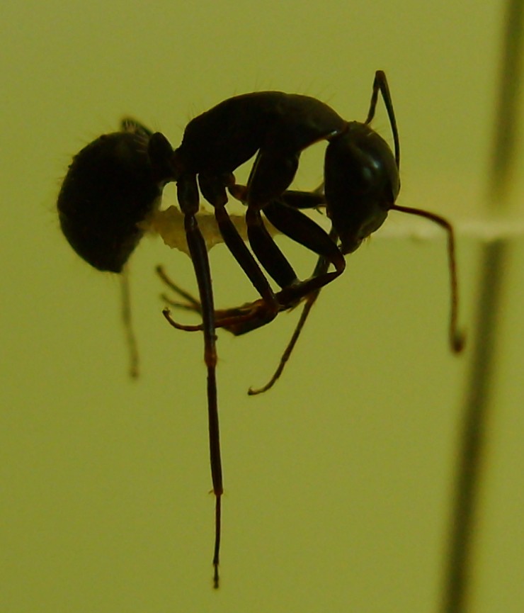 Camponotus?