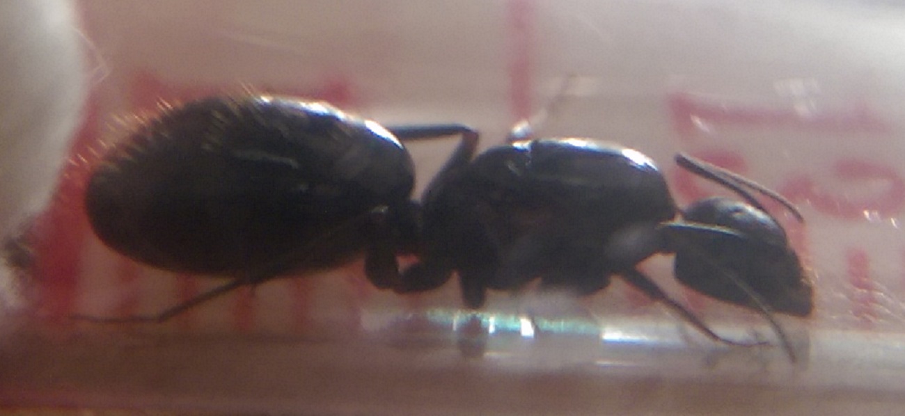 Camponotus3