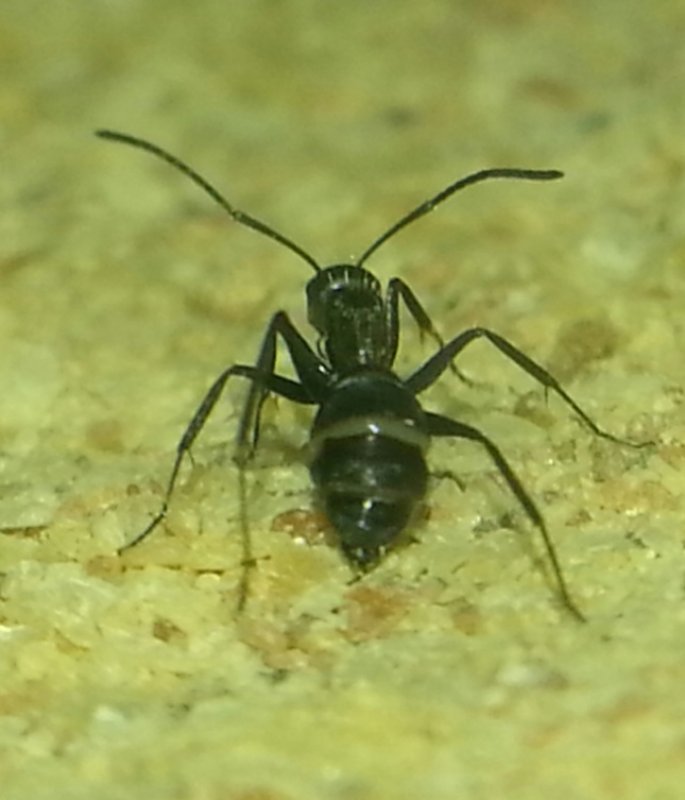 obrera