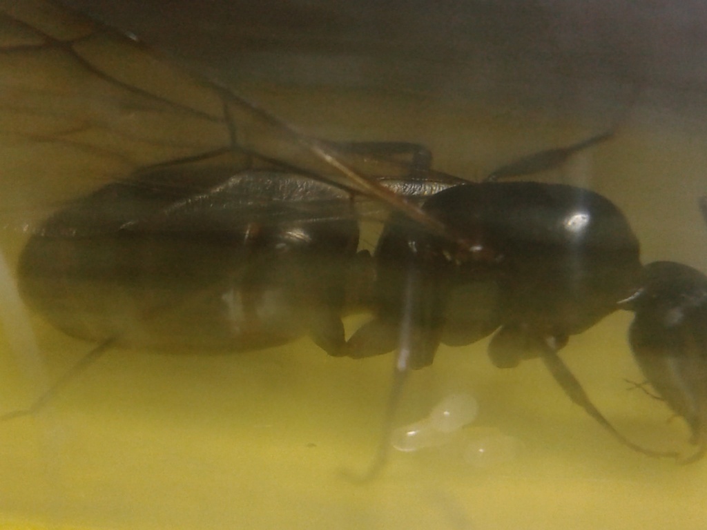 Camponotus sp.2 Yavanna