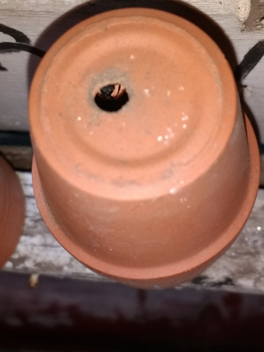 Reina Camponotus mus