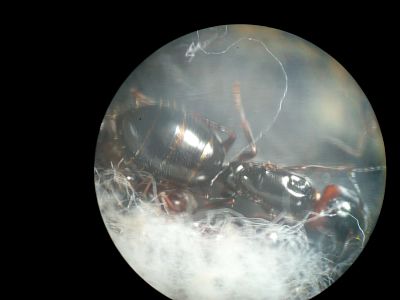 Camponotus
