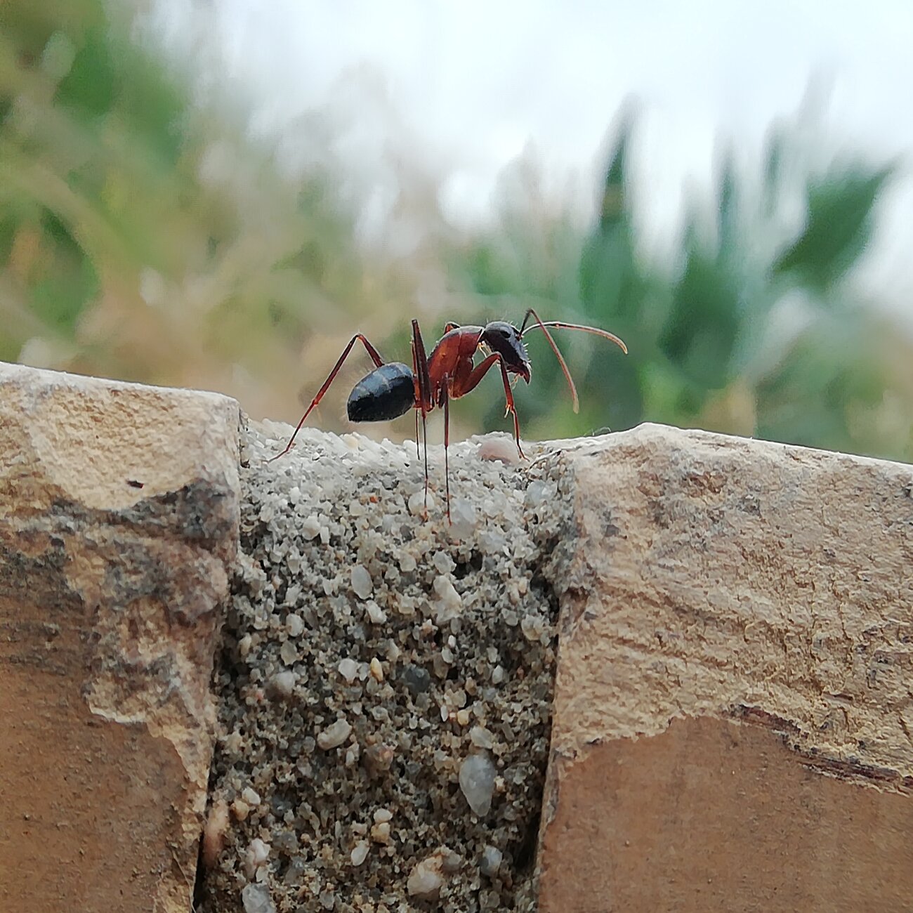 Camponotus