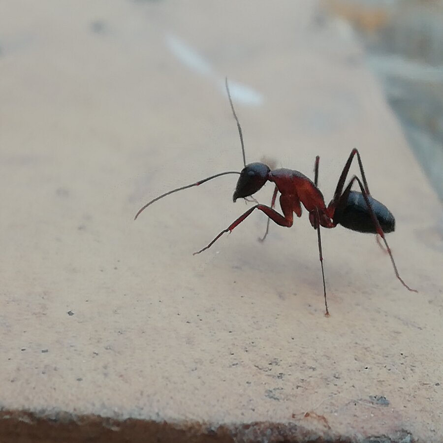 Camponotus?