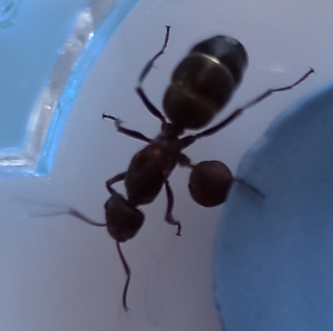 Identificaci�n: Camponotus Barbaricus? Reina?