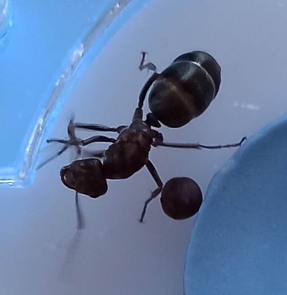 Identificación: Camponotus Barbaricus? Reina?