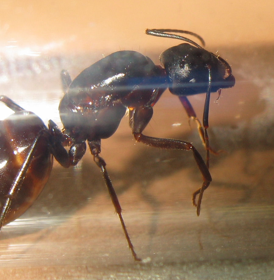 Reina Camponotus SP