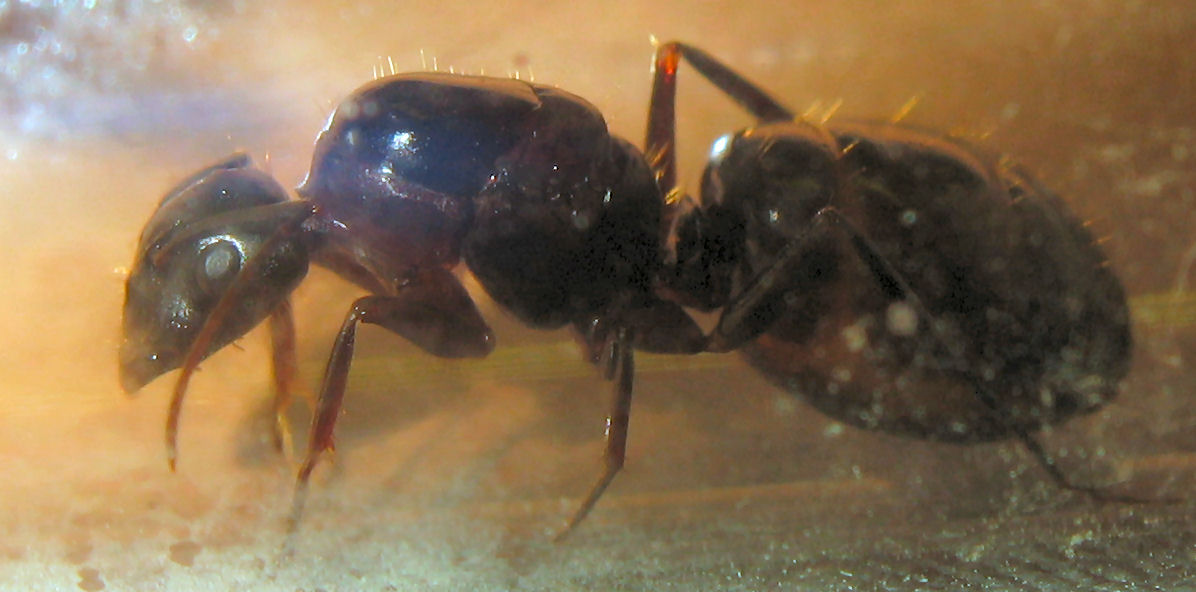Reina Camponotus SP