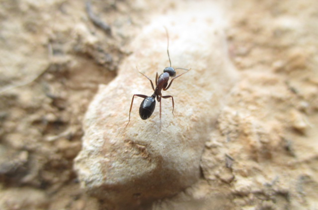 Camponotus