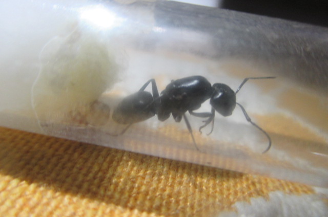 Reina Camponotus sp.