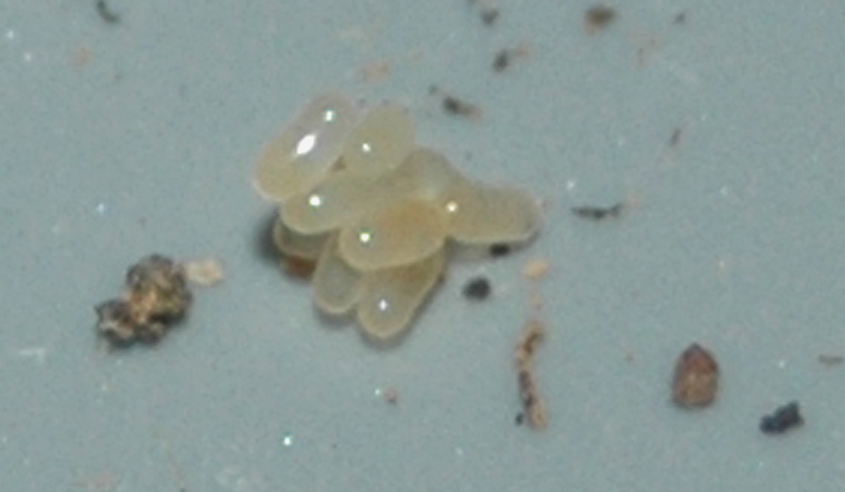 huevos