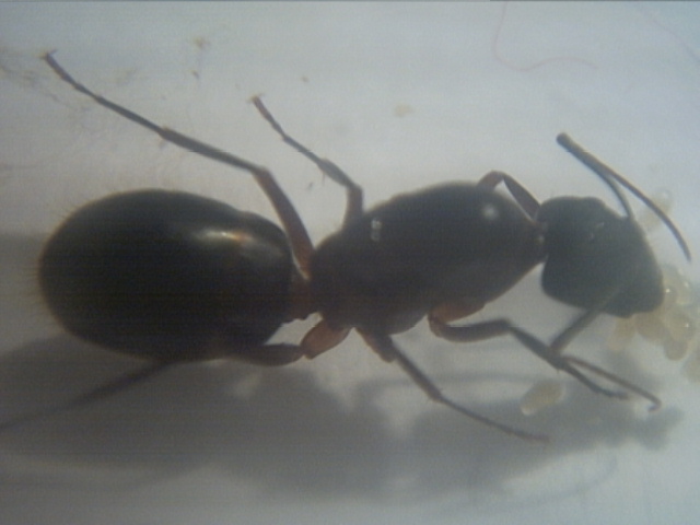 Camponotus