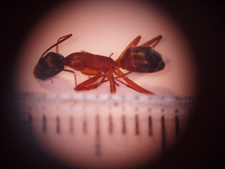 camponotus de canarias