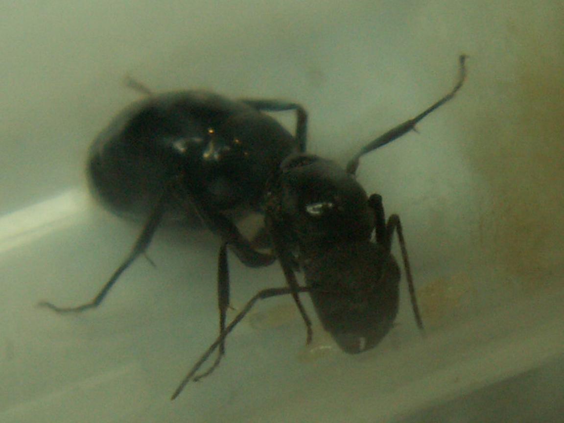 Camponotus3 �Especie?