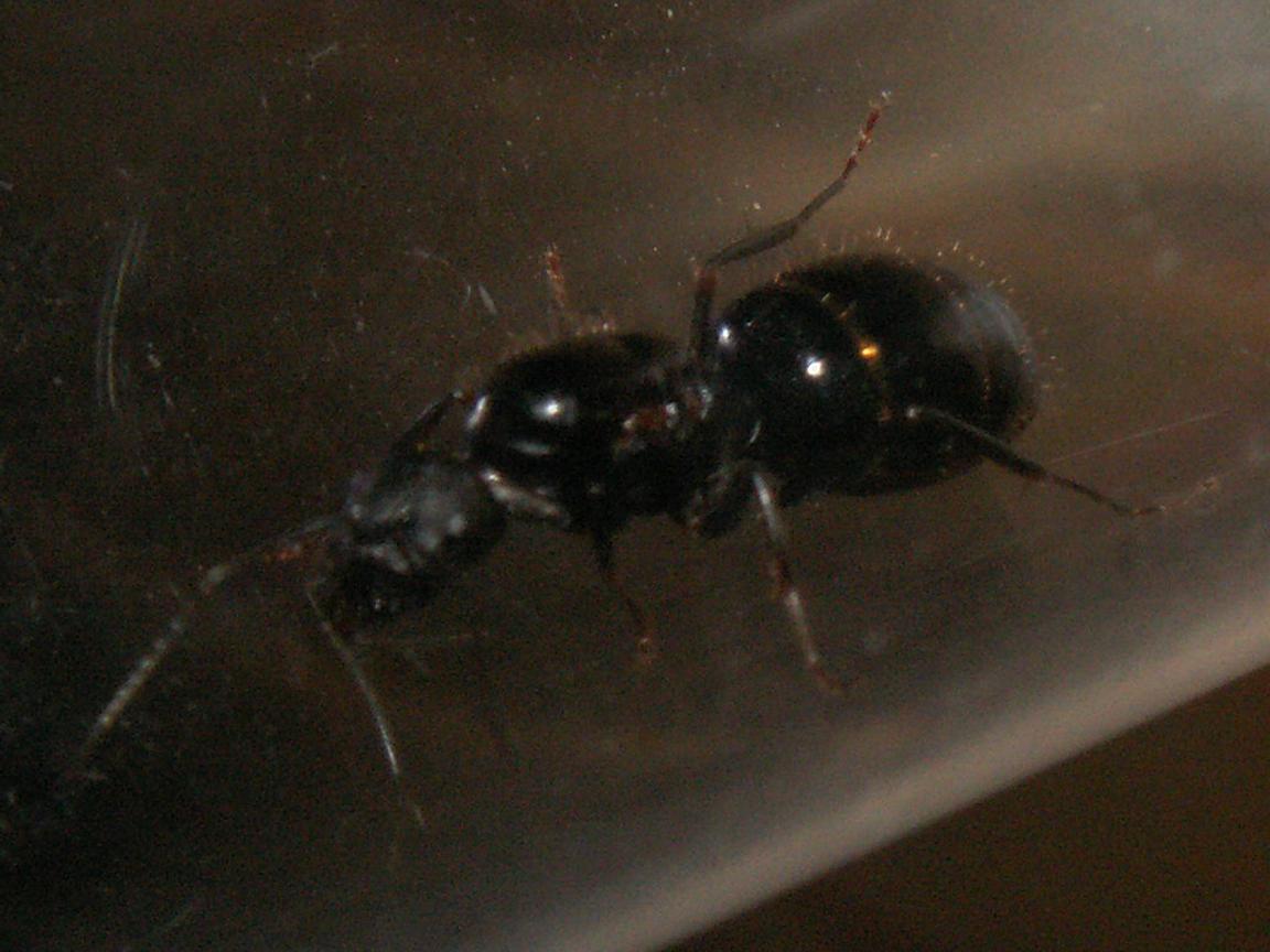Camponotus1 Especie?