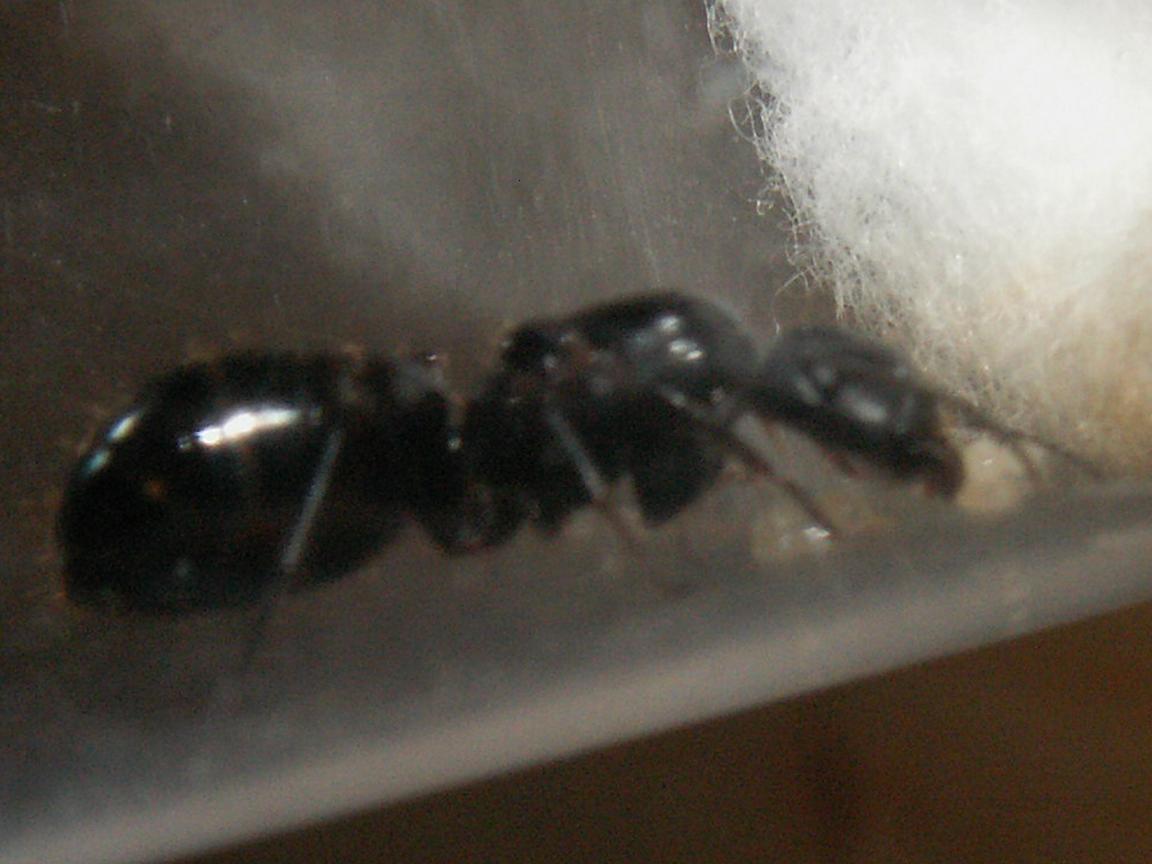 Camponotus2 �Especie?
