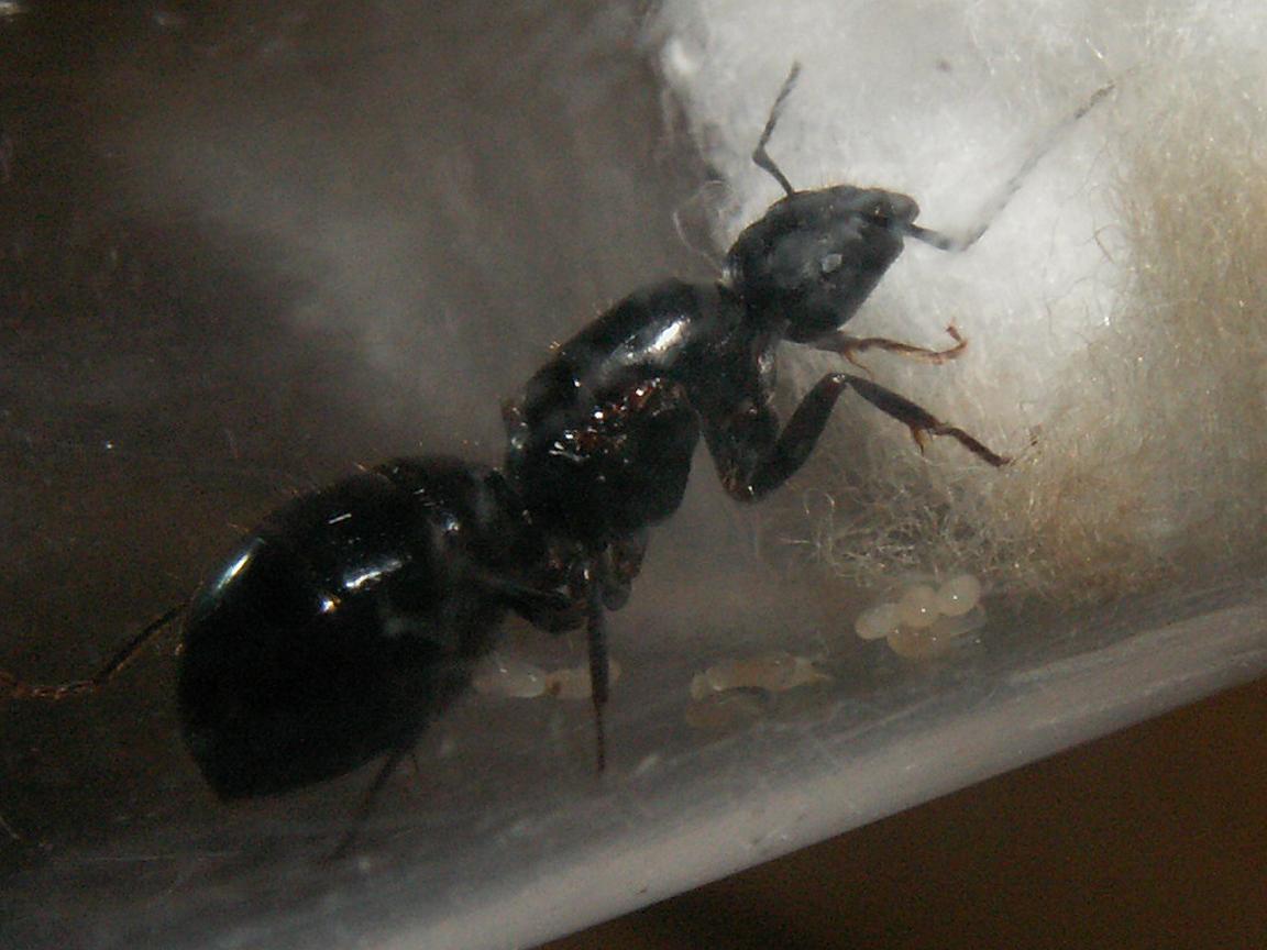 Camponotus �especie?