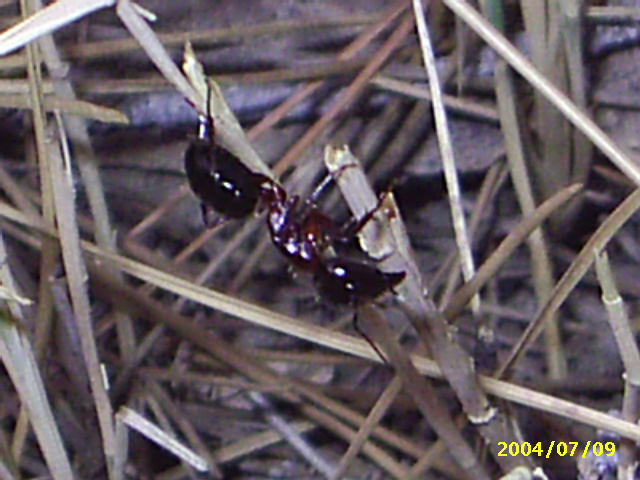 Duda,camponotus?