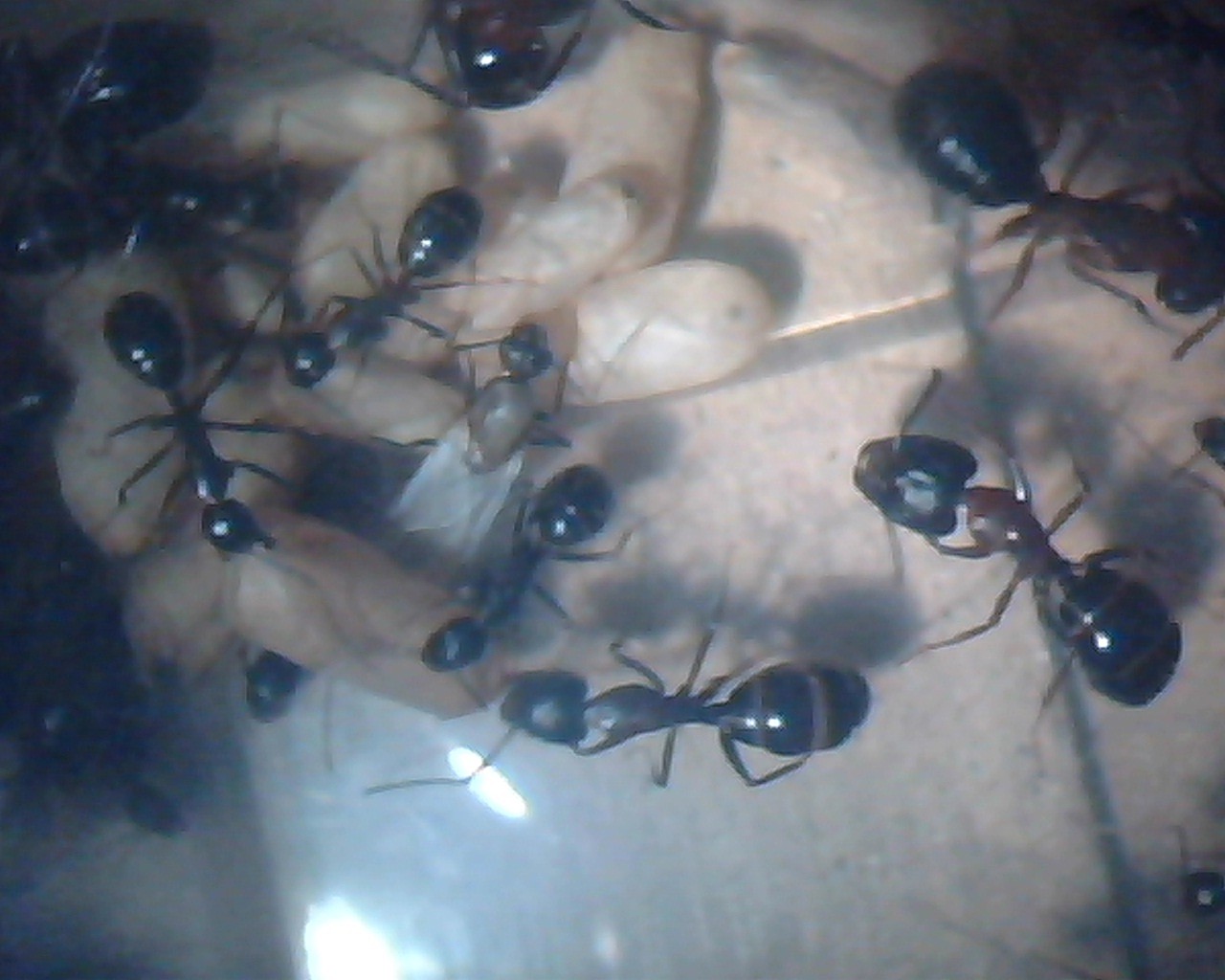 Mis Camponotus...
