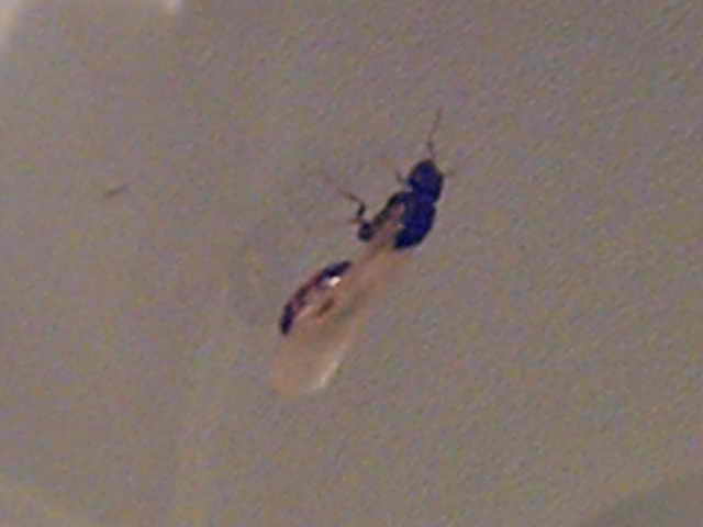 !Camponotus sp.