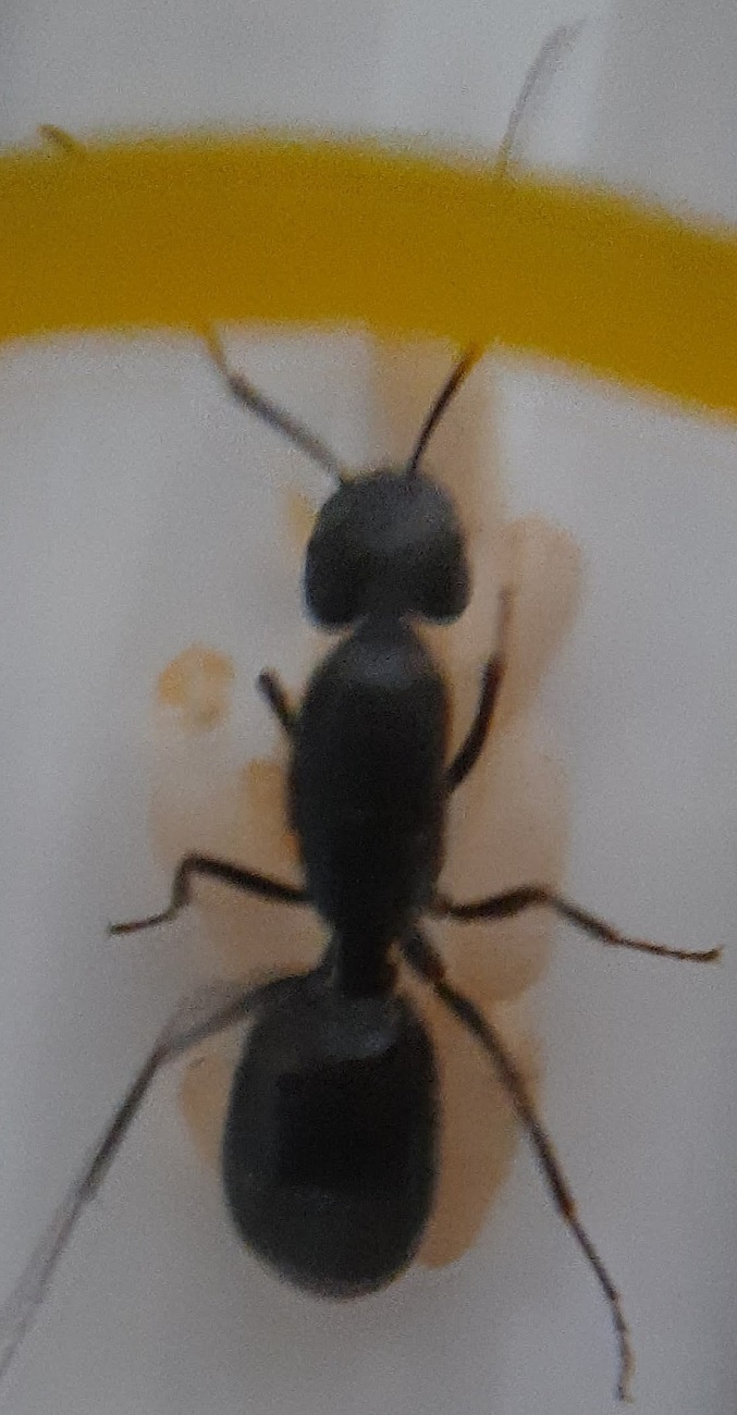 Reina camponotus y huevos
