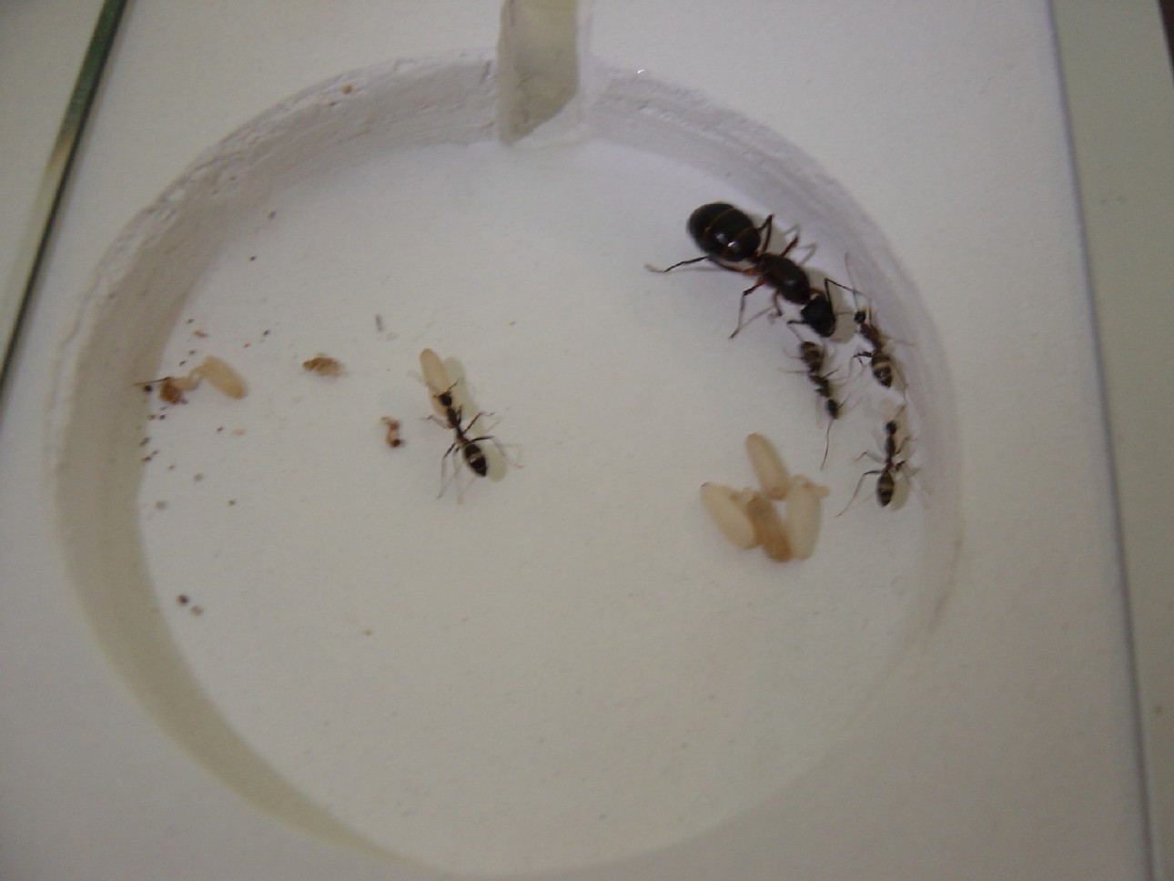 Reina camponotus con nurses y larvas (Clint)