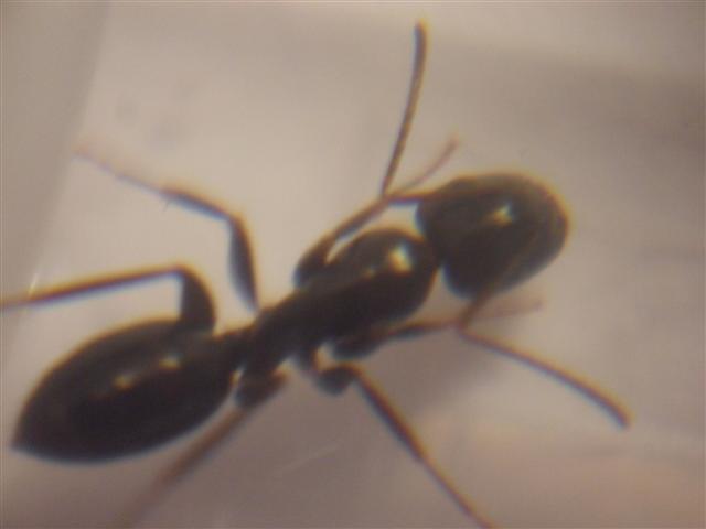 Camponotus sp