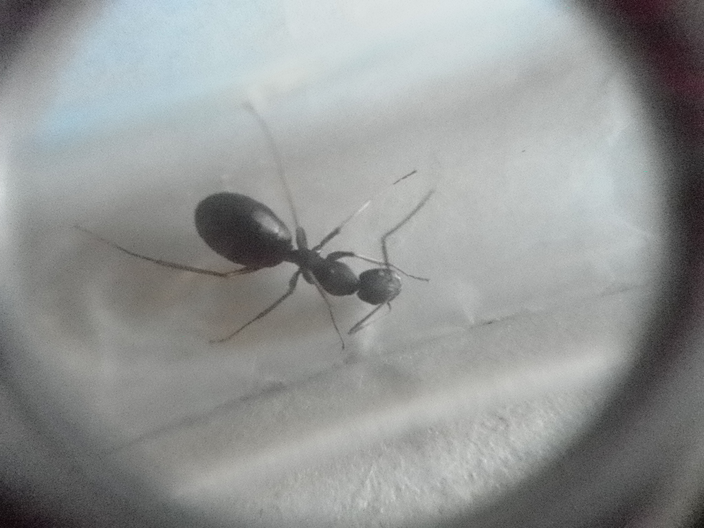 Darlatan desconodida 2