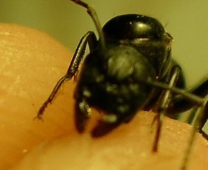 cabezita