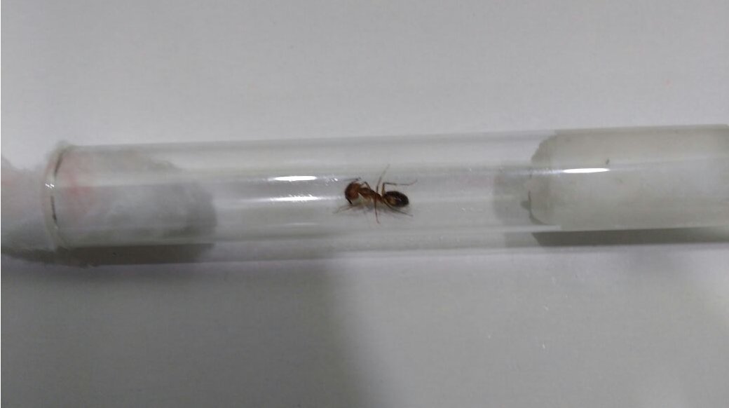 camponotus substitutes
