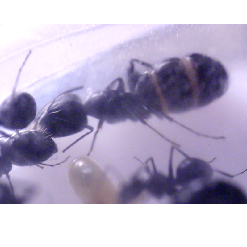 camponotus pero cual