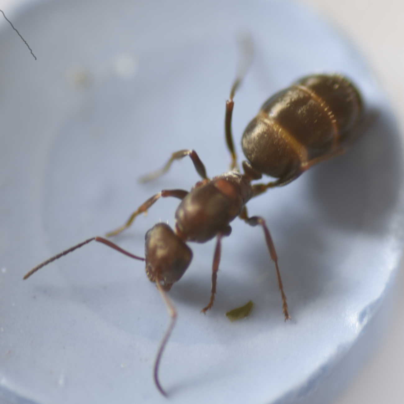 Identificacin: Camponotus Barbaricus? Reina?