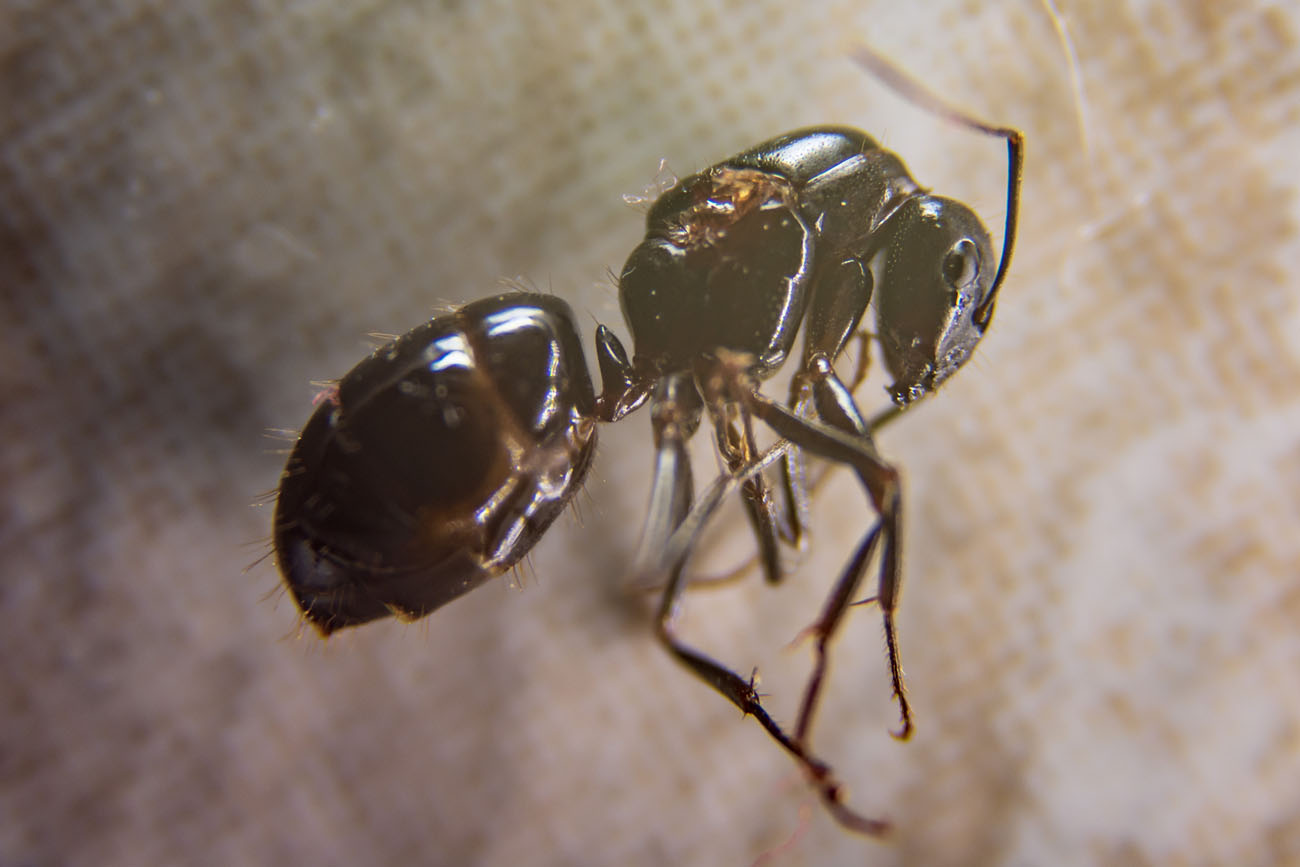 CAMPONOTUS