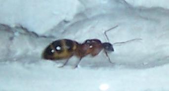 amarilla