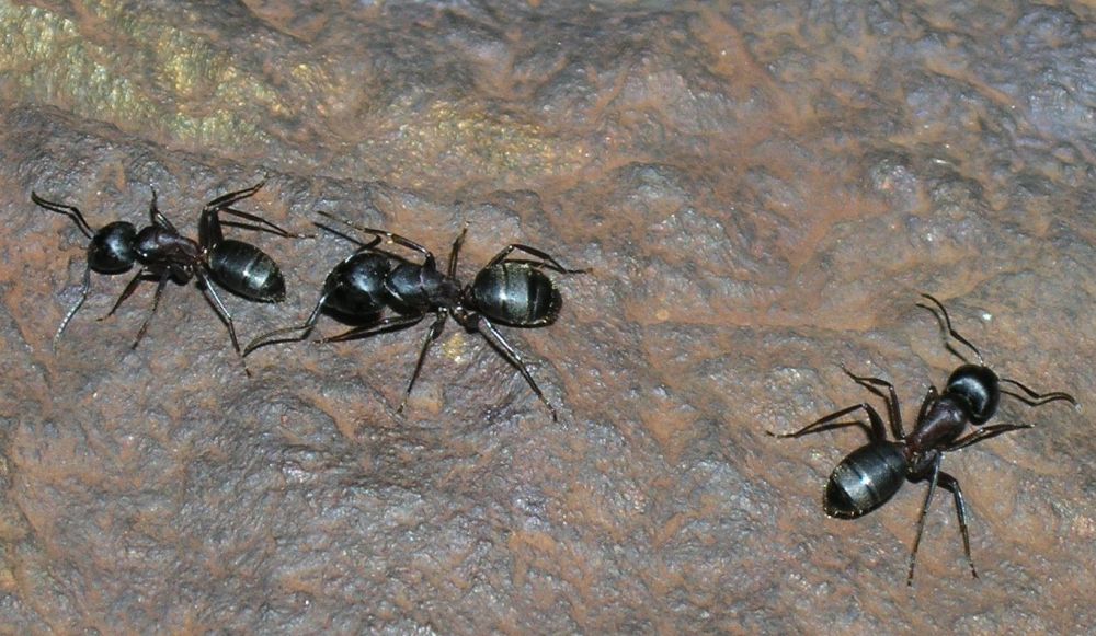 hormiga andorrana 1