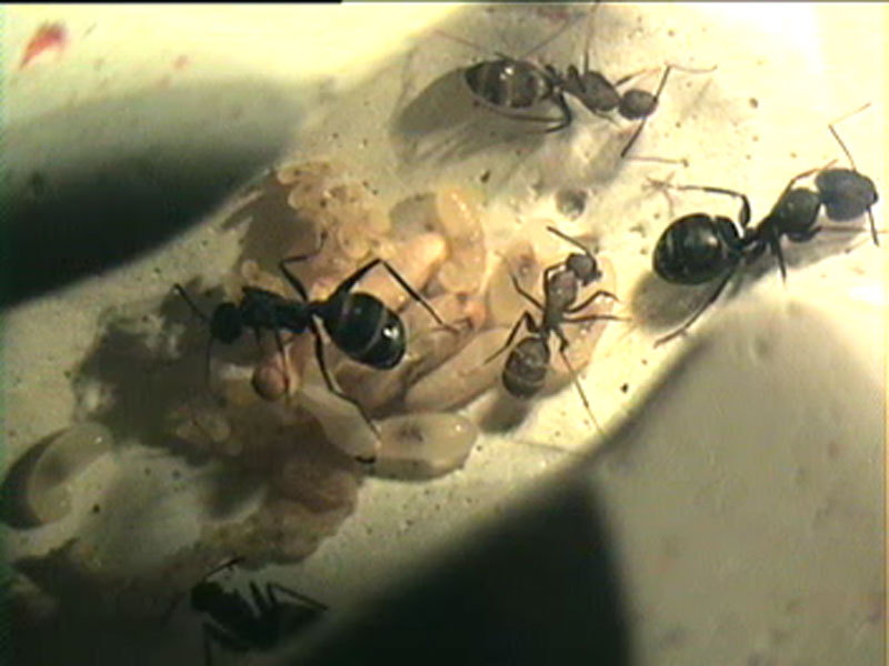 2 Camponotus pequeas - Video2