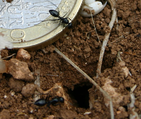 Camponotus foreli