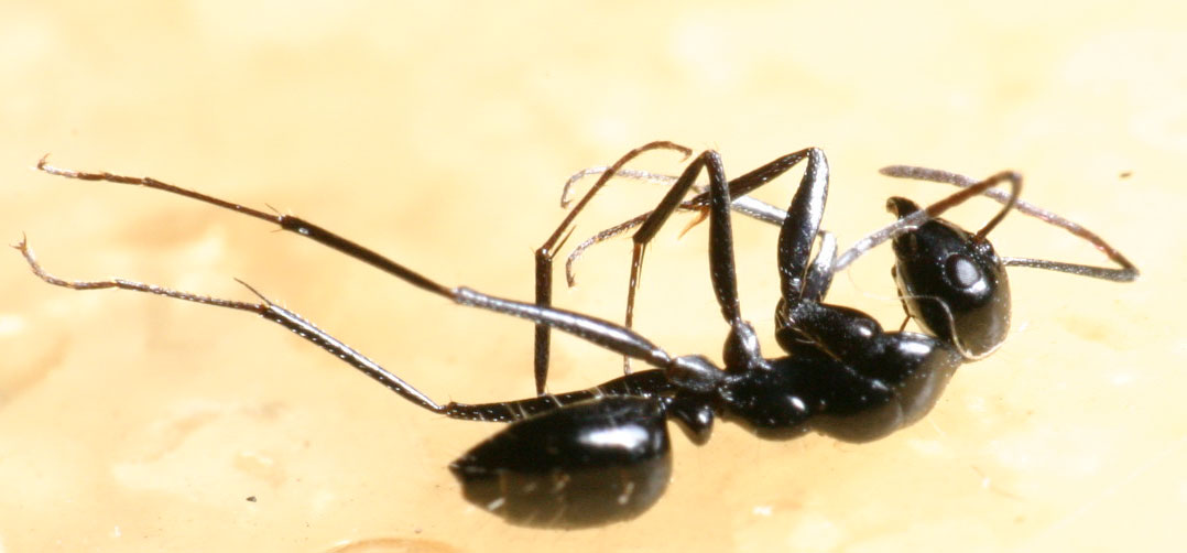Camponotus foreli